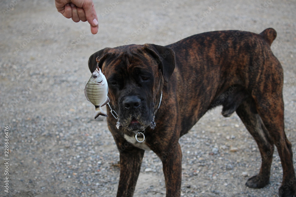 chien cane corso à la mer