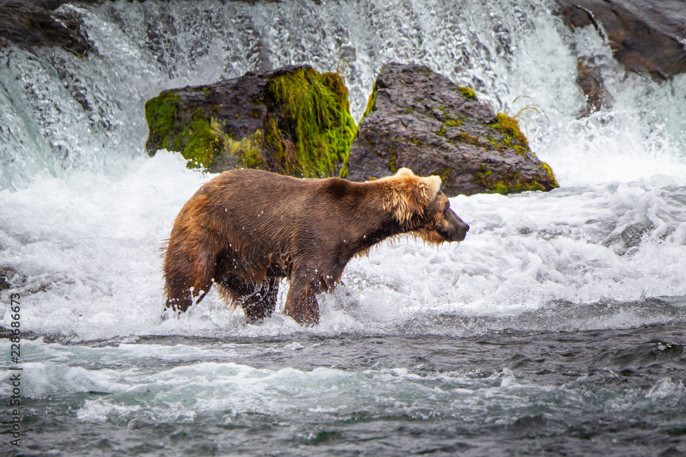Grizzly bear in Alaska Katmai National Park hunts salmons (Ursus arctos horribilis) Grizzly bear in Alaska Katmai National Park hunts salmons (Ursus arctos horribilis)