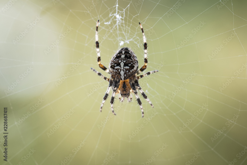 Cross spider in its web Cross spider in its web