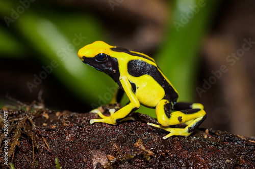 Dyeing poison dart frog 