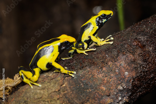 Dyeing poison dart frog "Regina" in the rainforest