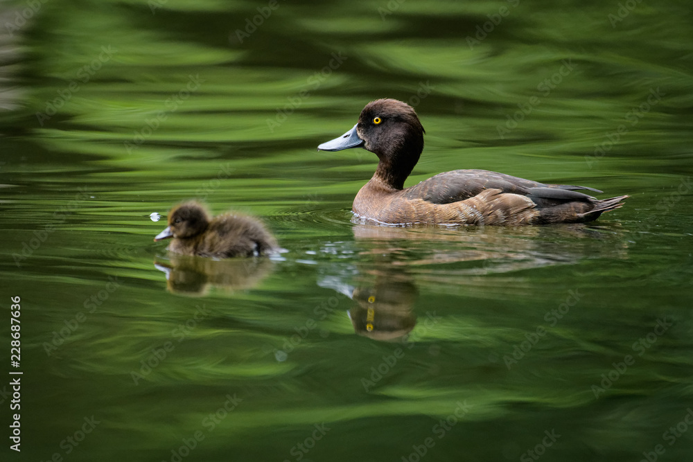 Fototapeta premium Female pochard with young ducklings on a lake
