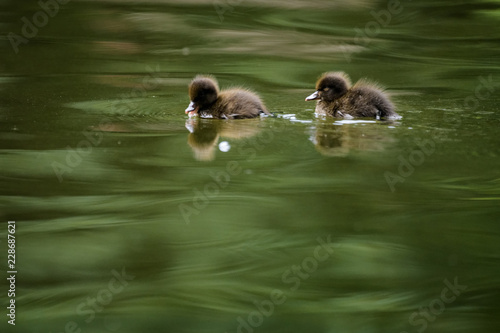 Pochard duckling swimming on a lake photo