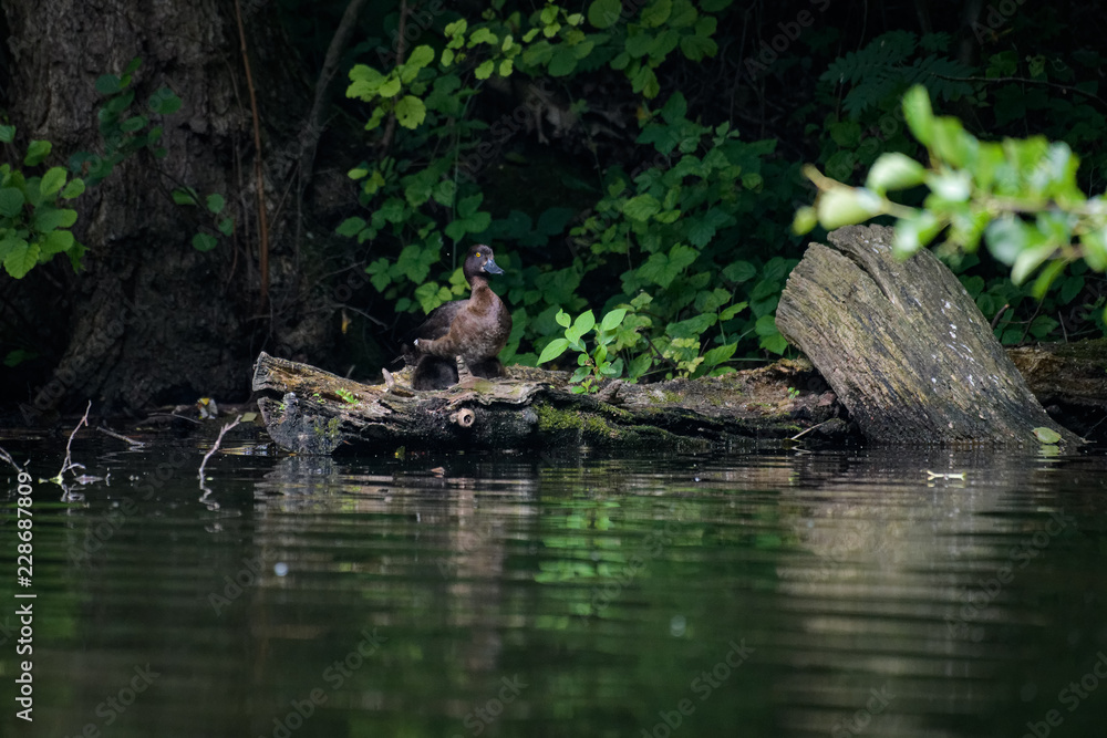 Female pochard sitting on a log Female pochard sitting on a log