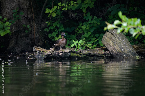 Female pochard sitting on a log