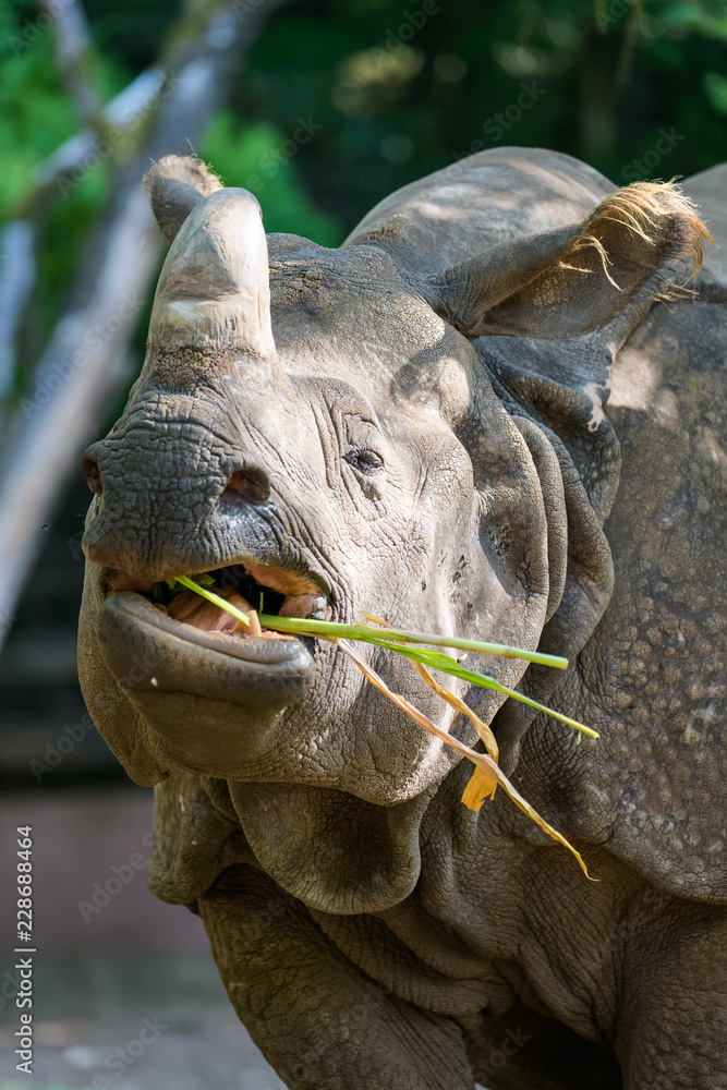 Closeup of a female indian rhinoceros eating Closeup of a female indian rhinoceros eating