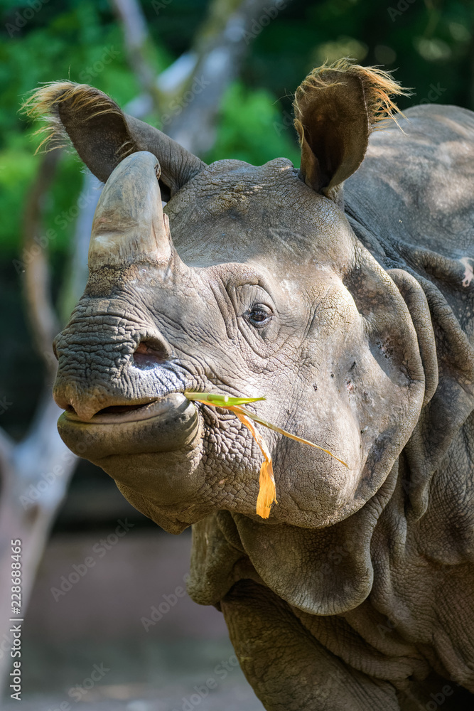 Closeup of a female indian rhinoceros eating Closeup of a female indian rhinoceros eating