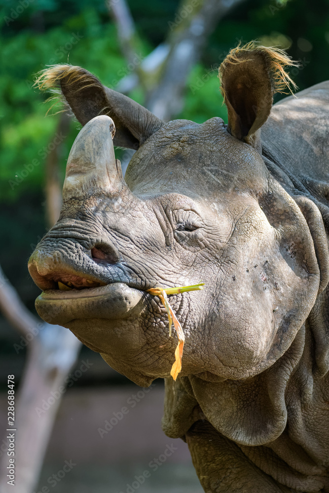 Fototapeta premium Closeup of a female indian rhinoceros eating