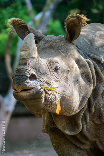 Closeup of a female indian rhinoceros eating