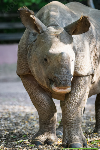 Closeup of an indian rhinoceros calf eating