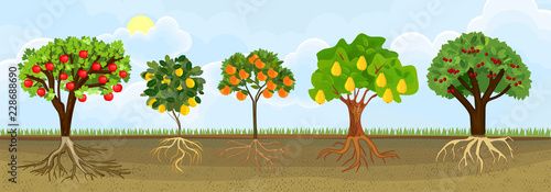 Set of different cartoon fruit trees with ripe fruits and green crown in garden. Plants showing root structure below ground level