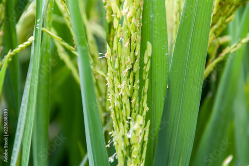Rice flower