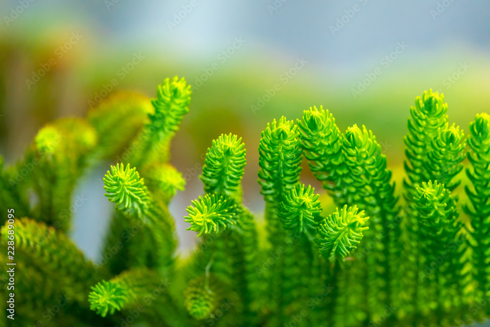 Closeup pine tree leaf background