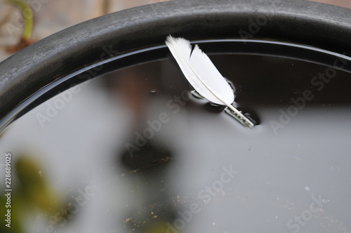 Water in basin with feather and electric light pole reflection. Focus on feather, shallow depth, abstraction.