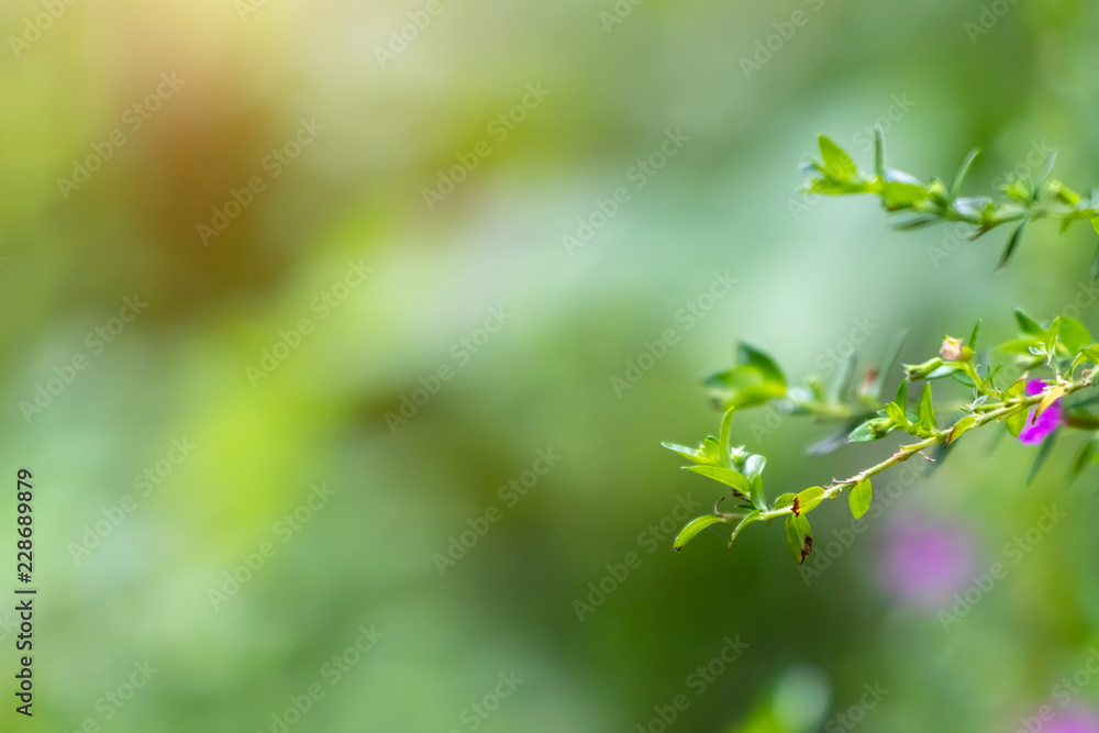 Green leaves in the forest