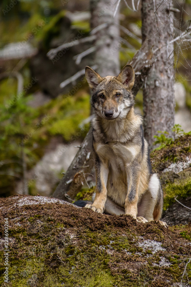 Obraz premium Close up portrait of a grey wolf (Canis Lupus) also known as Timber wolf displaying an agressive facial dominant expression in the Canadian forest during the summer months.