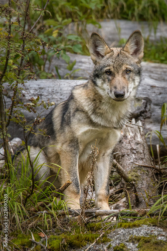 Close up portrait of a grey wolf  Canis Lupus  also known as Timber wolf displaying an agressive facial dominant expression in the Canadian forest during the summer months.