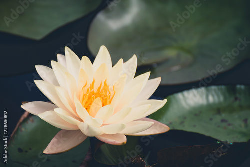 Fototapeta Naklejka Na Ścianę i Meble -  Beautiful waterlily or lotus flower in pond.