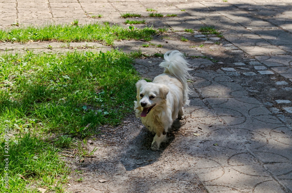 White American Eskimo  dog run on the  path in green meadow, natural old North park, Sofia, Bulgaria   