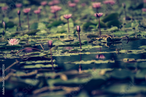 Fotografia Beautiful waterlily or lotus flower in pond.