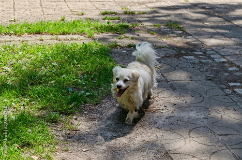 White American Eskimo dog run on the path in green meadow, natural old North park, Sofia, Bulgaria 