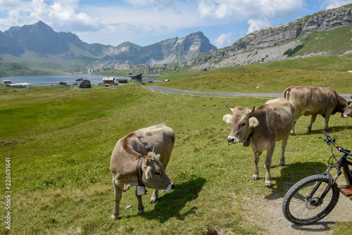 Cows in front of lake and village at Melchsee-Frutt on Switzerland