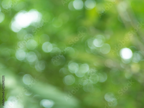 blurred background of green leaves , with beautiful bokeh
