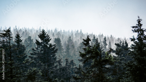 Wald im Harz © Joscha Nivergall