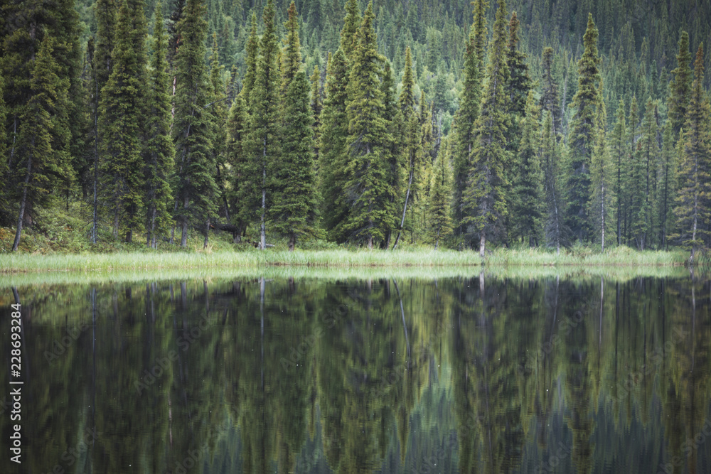 Forest reflection in a lake, Denali National Park