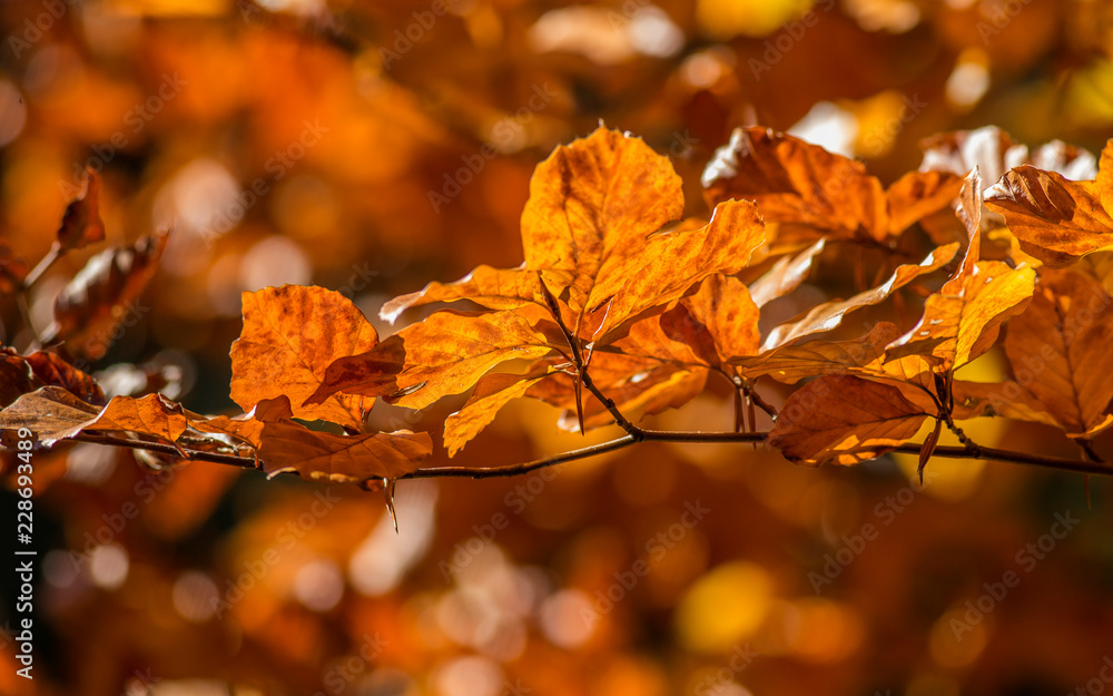 Autumn crimson beech leaves glow in the sunlight. autumn beech leaves in the back sunlight. vintage beech branches with autumn leaves in the back light