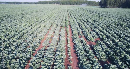 green cabbage grows in rows on the field