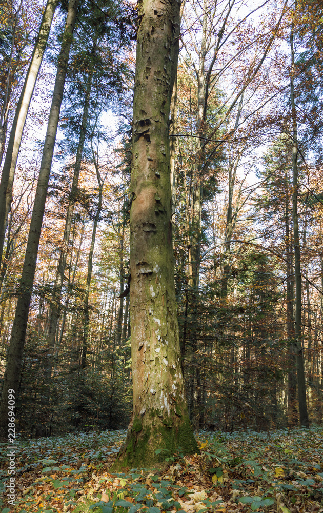 Fototapeta premium Acer pseudoplatanus (Sycamore) tree among the mixed Carpathian forest