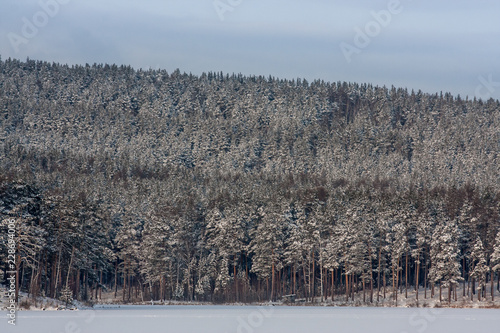 winter landscape. frosty fresh air on a mountain lake. clear snow, pines and trees on the mountainous shore. background for layout with free space