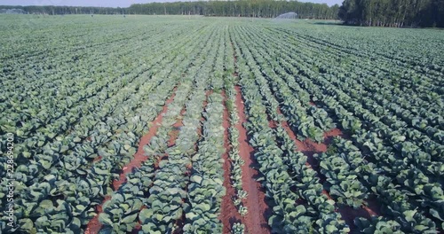 green cabbage grows in rows on the field