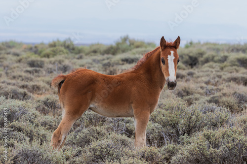 Cute wild Horse Foal 