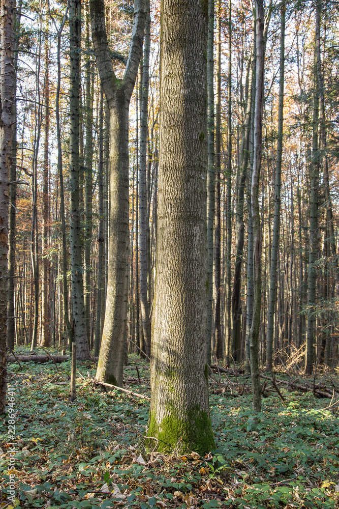Fraxinus excelsior trees among the natural beech forest of the Carpathians. trunk Fraxinus excelsior among beech forest in the Carpathians Fraxinus excelsior trees among the natural beech forest of the Carpathians. trunk Fraxinus excelsior among beech forest in the Carpathians