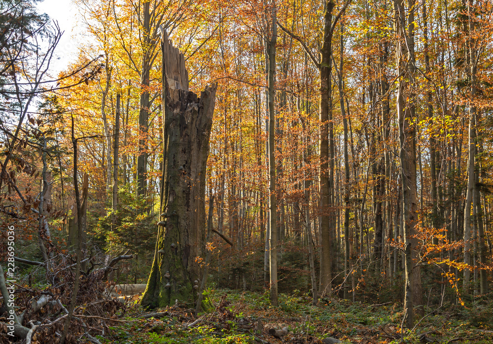 natural beech forests in Carpathians in the autumn colors of the sunny day. beech forest in the Carpathian Mountains in autumn colors