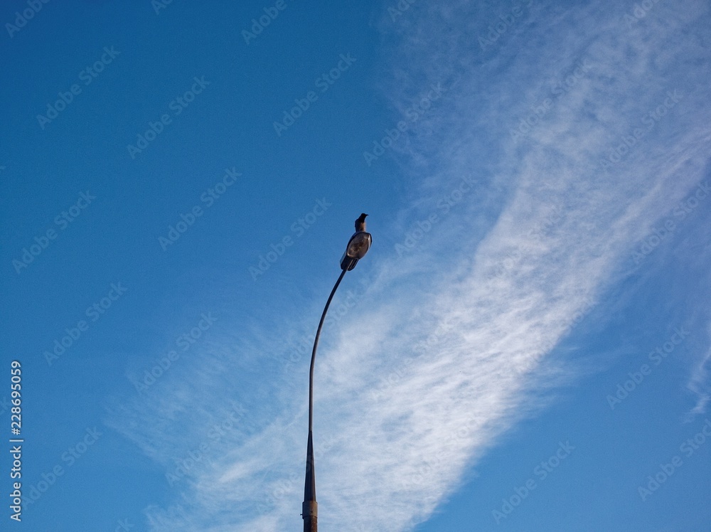 a crow sits on a lamp post a crow sits on a lamp post