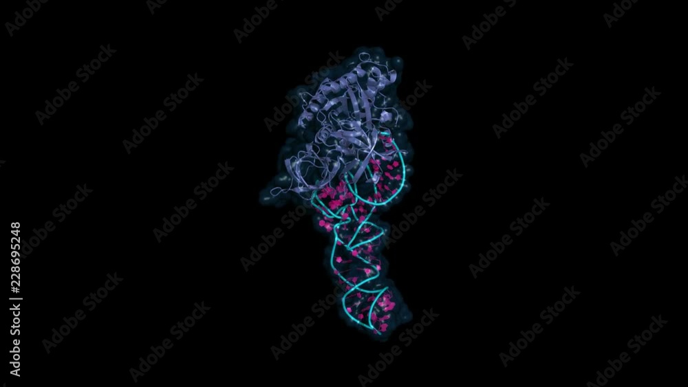 EF-Tu elongation factor catalyzes the binding of an aminoacyl-tRNA to the ribosome. Rotating cartoon model, seamless loop. EF-Tu elongation factor catalyzes the binding of an aminoacyl-tRNA to the ribosome. Rotating cartoon model, seamless loop.
