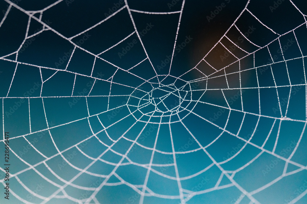 Obraz premium Spider web with raindrops on blurred background; close-up