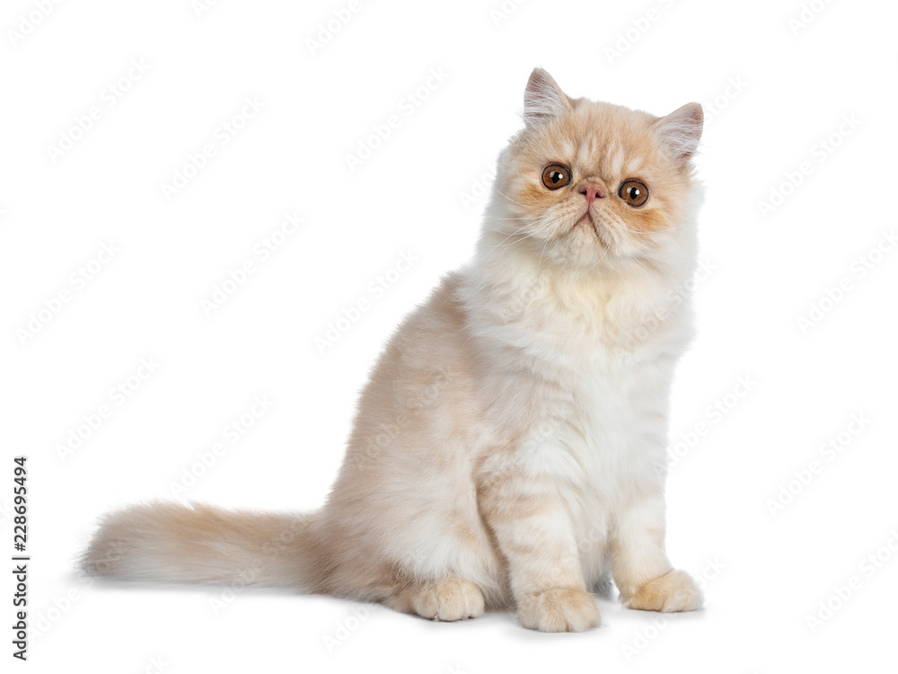 Sweet cream smoke Persian cat kitten sitting side ways with tail straight behind body looking straight at camera with big round brown eyes. Isolated on white. Sweet cream smoke Persian cat kitten sitting side ways with tail straight behind body looking straight at camera with big round brown eyes. Isolated on white.