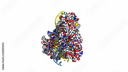 HNF homeobox A (HNF1A) transcription factor, rotating space-filling model, seamless loop, conventional atom colors photo