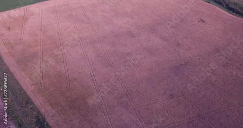 aerial photography of a wheat field