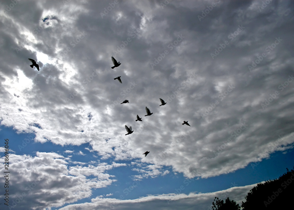 Fototapeta premium Flying Birds