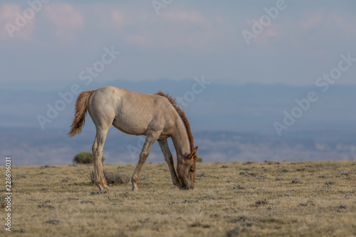 Cute wild Horse Foal 