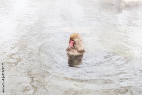 animals, nature and wildlife concept - japanese macaque or snow monkey in hot spring of jigokudani park © Syda Productions
