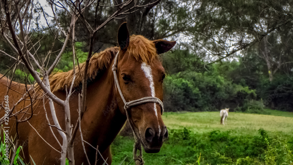 Obraz premium Beautiful brown horse on the farm lawn