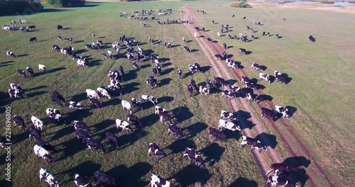 a large herd of cows travels across a green field