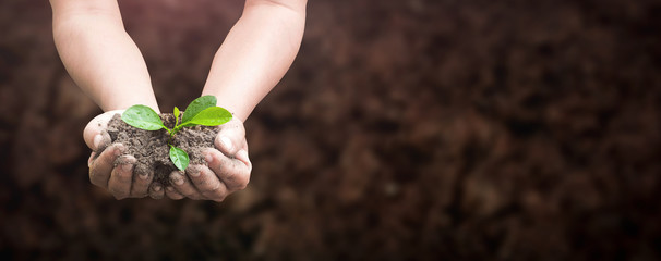 Hands holding young green plant with soil for environment and growth concept
