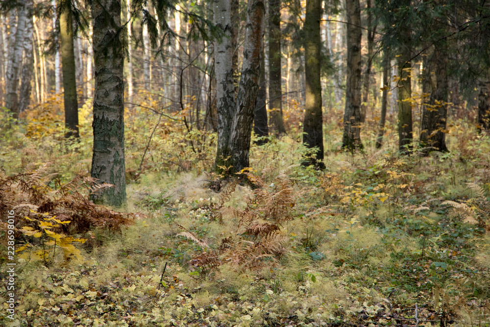 Obraz premium Осень в парке